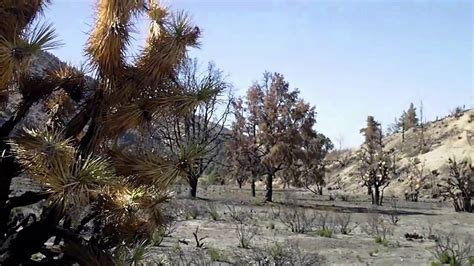 ark joshua tree|ark scorched earth joshua tree.